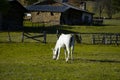 White horse in the foreground and blurred autumn Royalty Free Stock Photo