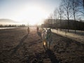 White horse in foreground, few horses walk Royalty Free Stock Photo