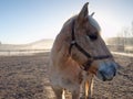 White horse in foreground, few horses walk Royalty Free Stock Photo