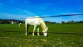 White horse in France