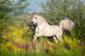 Horswe run in flower meadow Royalty Free Stock Photo