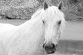 White horse in front of you looking to you Royalty Free Stock Photo