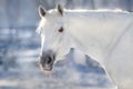 White horse in frozen winter day Royalty Free Stock Photo