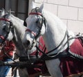 White horse full decoration in city, two horses