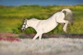 White horse fun Royalty Free Stock Photo