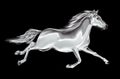 White horse galloping on a black background