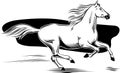 White horse galloping