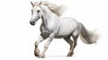 Graceful White Horse Galloping On A Bold White Background Royalty Free Stock Photo