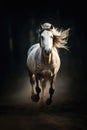 White horse galloping in nature on dark background, created using generative ai technology Royalty Free Stock Photo