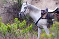 White horse gear saddle on the nature Royalty Free Stock Photo