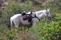 White horse gear saddle on the nature Royalty Free Stock Photo