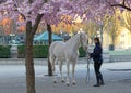 White horse and girl in an alley of beautiful blooming cherry flowers Royalty Free Stock Photo