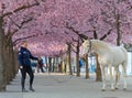 White horse and girl in an alley of beautiful blooming cherry flowers Royalty Free Stock Photo