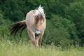 White Horse Going Forward in the Grass Royalty Free Stock Photo