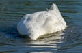 White goose duck bird wild animal in the lake searching for food