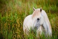 White horse in grass Royalty Free Stock Photo