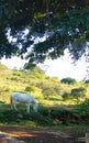 A White Horse Graving