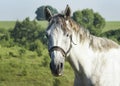 White horse with gray mane standing in a green field Royalty Free Stock Photo