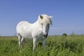 White horse in the nature reserve Morups Tange Royalty Free Stock Photo