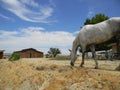 White horse grazing with barn backdrop Royalty Free Stock Photo