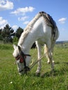 White horse grazing in field Royalty Free Stock Photo