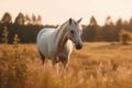 White horse grazing in the field. Royalty Free Stock Photo