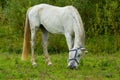 White horse grazing in a field next to the river IJssel near the town of Wijhe and the city of Zwolle Royalty Free Stock Photo