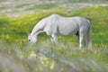 White horse grazing