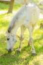 White horse grazing on a fresh green pasture Royalty Free Stock Photo