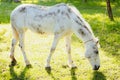 White horse grazing on a fresh green pasture Royalty Free Stock Photo