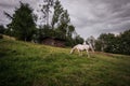 A white horse grazing in a grass field farm meadow next to a barn in a countryside location against dark clouds