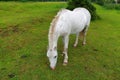 A white horse grazing in a green field