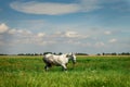 White horse grazing on a green meadow Royalty Free Stock Photo