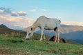 White horse grazing on a high mountain in Tusheti, Georgia