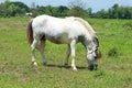 A White Horse Grazing in a Meadow Royalty Free Stock Photo