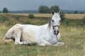 A white horse is grazing in a meadow. Breeding horses on the farm