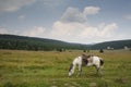 White horse grazing at meadow at Golija mountain Serbia Royalty Free Stock Photo