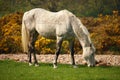 White horse grazing on meadow Royalty Free Stock Photo