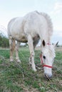 White horse grazing in a meadow in spring Royalty Free Stock Photo