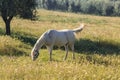 White horse grazing in the meadow Royalty Free Stock Photo