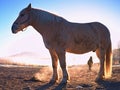 White horse grazing on muddy field in autumn Royalty Free Stock Photo