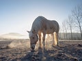 White horse grazing on muddy field in autumn Royalty Free Stock Photo