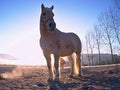 White horse grazing on muddy field in autumn Royalty Free Stock Photo