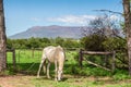 White horse grazing near meadow gate on a farm inSouth Africa Royalty Free Stock Photo