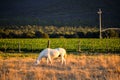 White horse grazing in a paddock on the sunrise Royalty Free Stock Photo