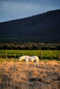 White horse grazing in a paddock on the sunrise Royalty Free Stock Photo