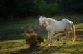 White horse grazing on pasture at sundown in orange sunny beams. Beauty world