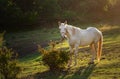 White horse grazing on pasture at sundown in orange sunny beams. Beauty world