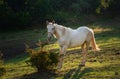 White horse grazing on pasture at sundown in orange sunny beams. Beauty world