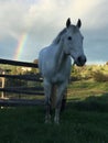 White horse grazing and Rainbow with storm clouds Royalty Free Stock Photo